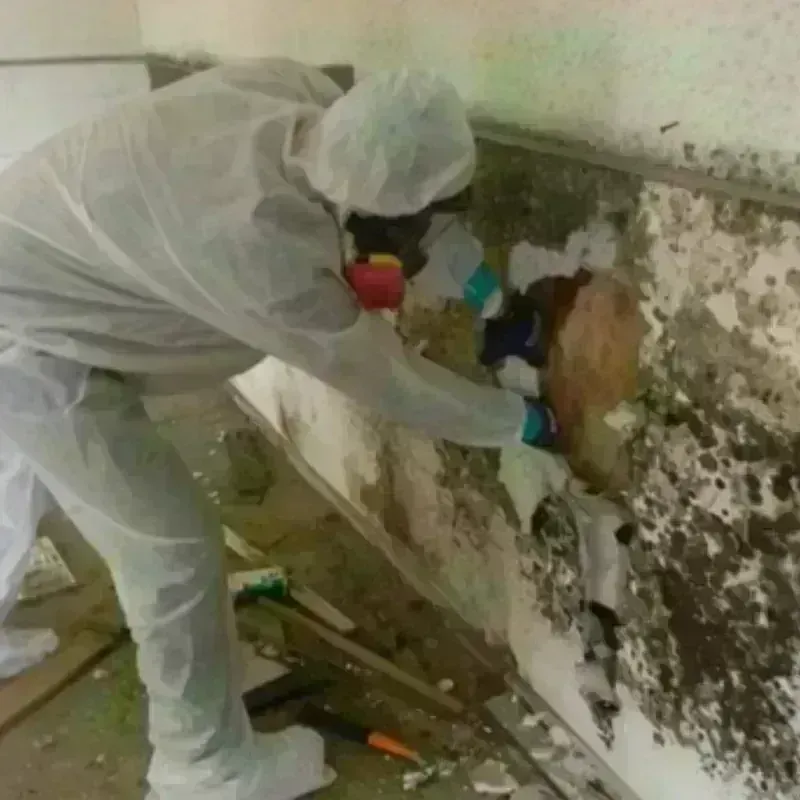 Mold Remediation and Removal in Vernon County, WI